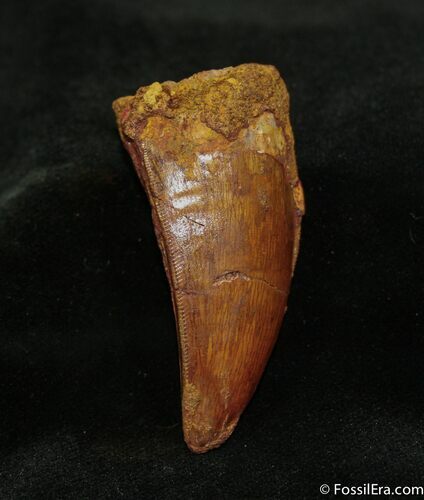 Rare Deltadromeus Tooth - inches #707